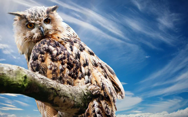 A great horned owl perches on a branch against a backdrop of blue sky and wispy clouds, showcased in stunning 4K Ultra HD detail.