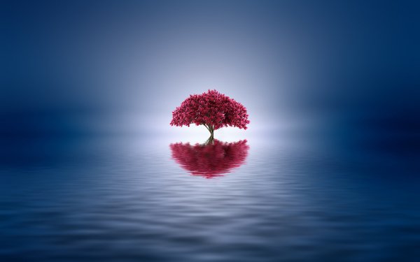 Artistic Tree Reflection Lonely Tree HD Wallpaper | Background Image