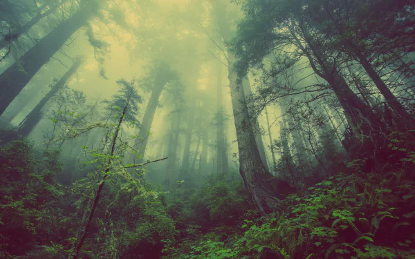 4K Ultra HD desktop wallpaper of a foggy forest canopy, with dense greenery and towering trees shrouded in mist, capturing the serene beauty of nature.