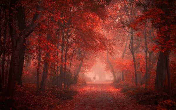 Earth Forest Fall Red Fog HD Wallpaper | Background Image