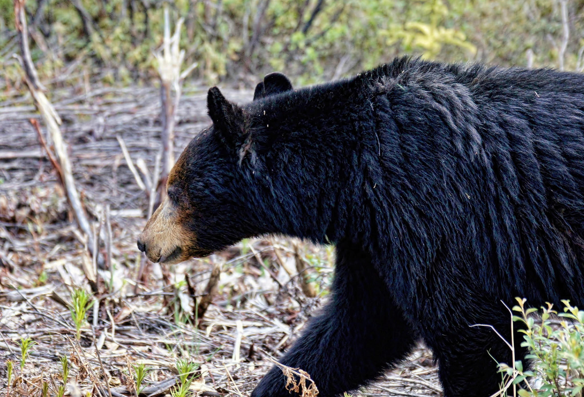 Alaska Black Bear by JLS Photography