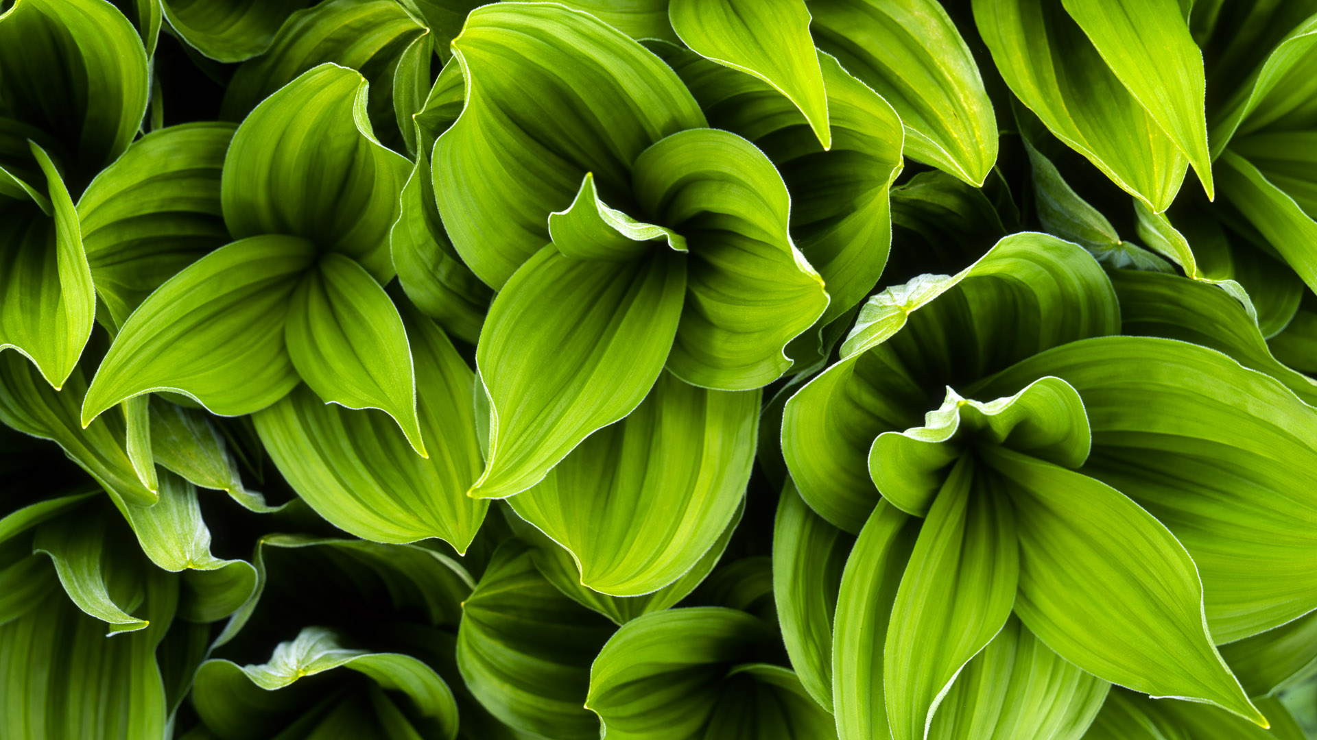 Green Plant Leaves