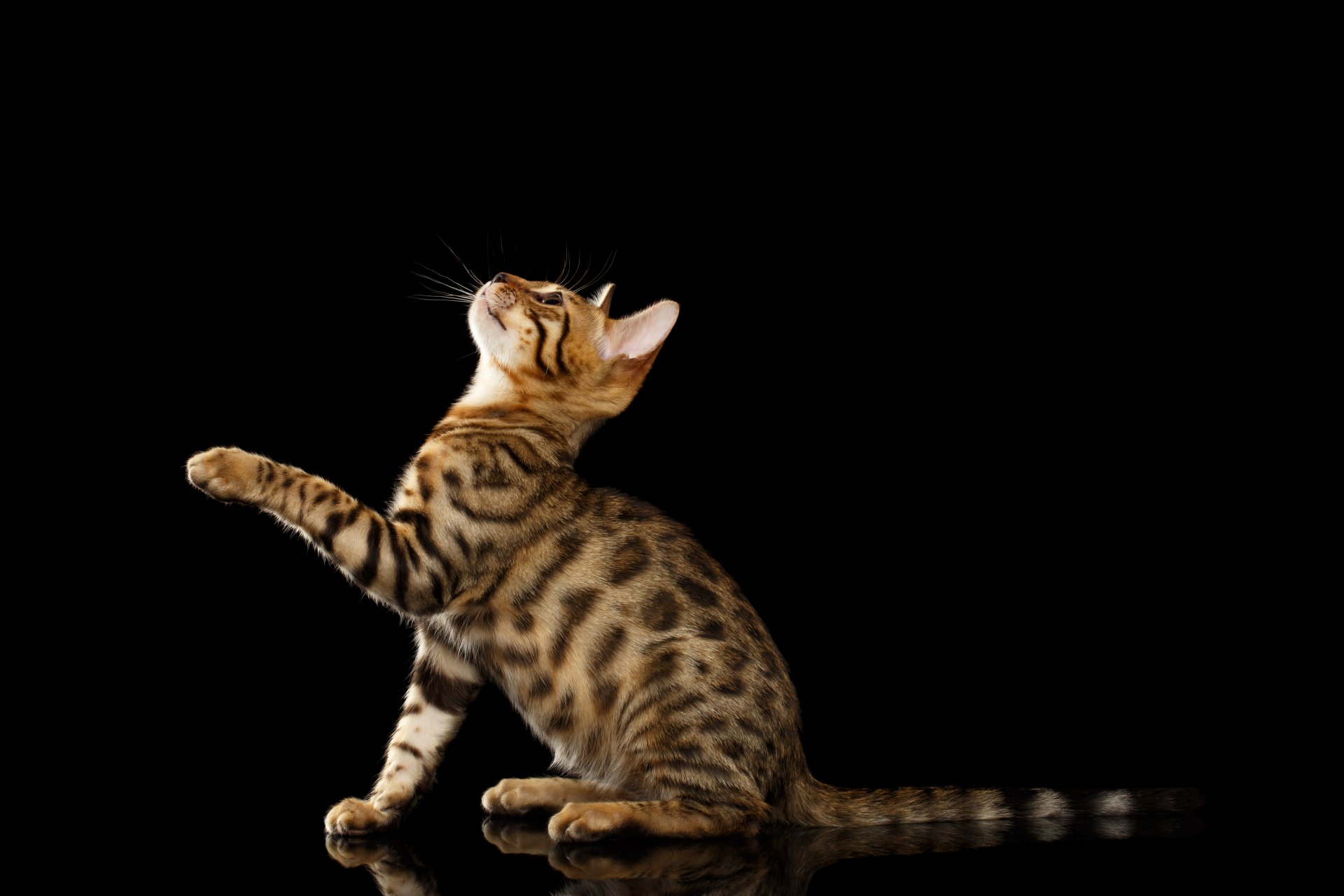Download Cat Animal Bengal Cat 4k Ultra HD Wallpaper