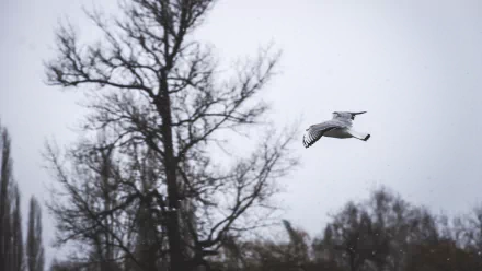  seagull