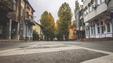 A serene street view captured from ground level, showcasing trees lining both sides and buildings in the background, creating a picturesque backdrop for a desktop wallpaper.