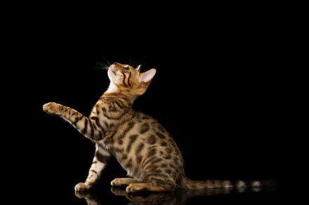 cat Animal bengal cat HD Desktop Wallpaper | Background Image