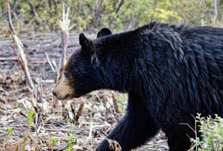  Alaska Black Bear by JLS Photography
