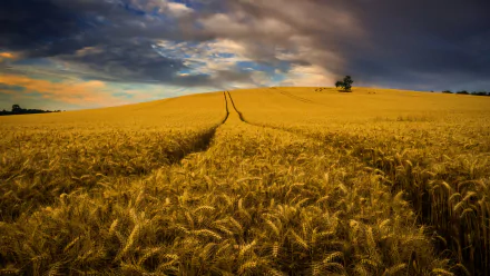 nature cornfield HD Desktop Wallpaper | Background Image