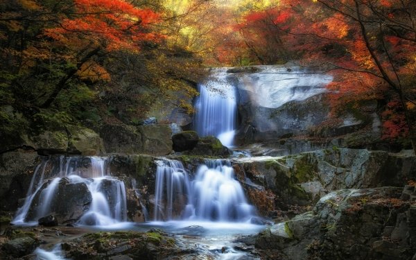 Earth Waterfall Waterfalls Forest Fall Tree HD Wallpaper | Background Image