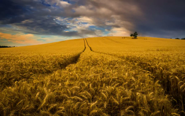 nature cornfield HD Desktop Wallpaper | Background Image