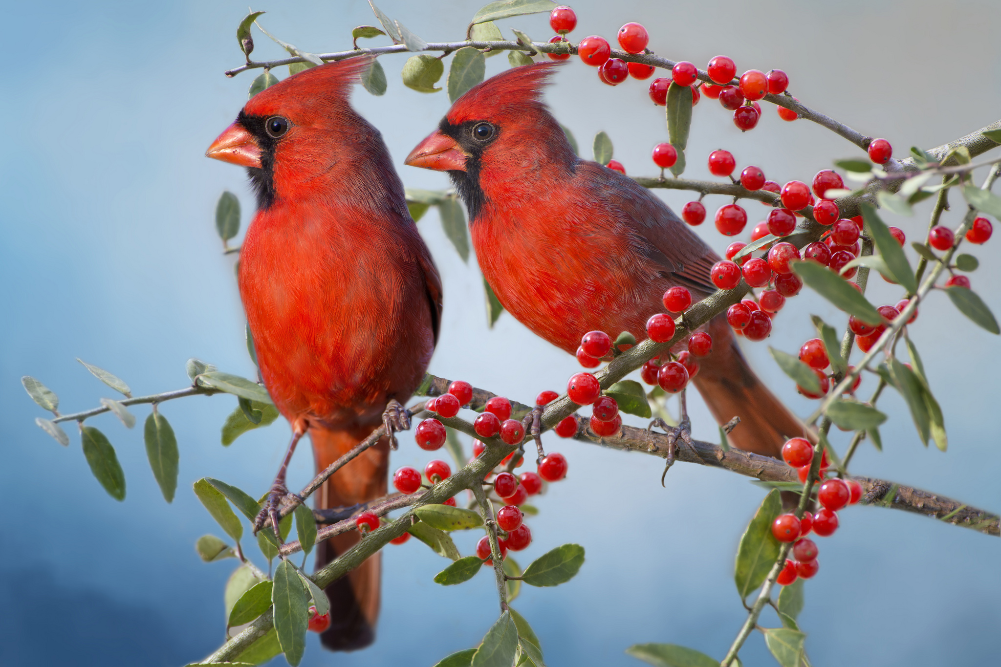 cardinals-on-a-berry-branch-full-hd-wallpaper-and-background-image