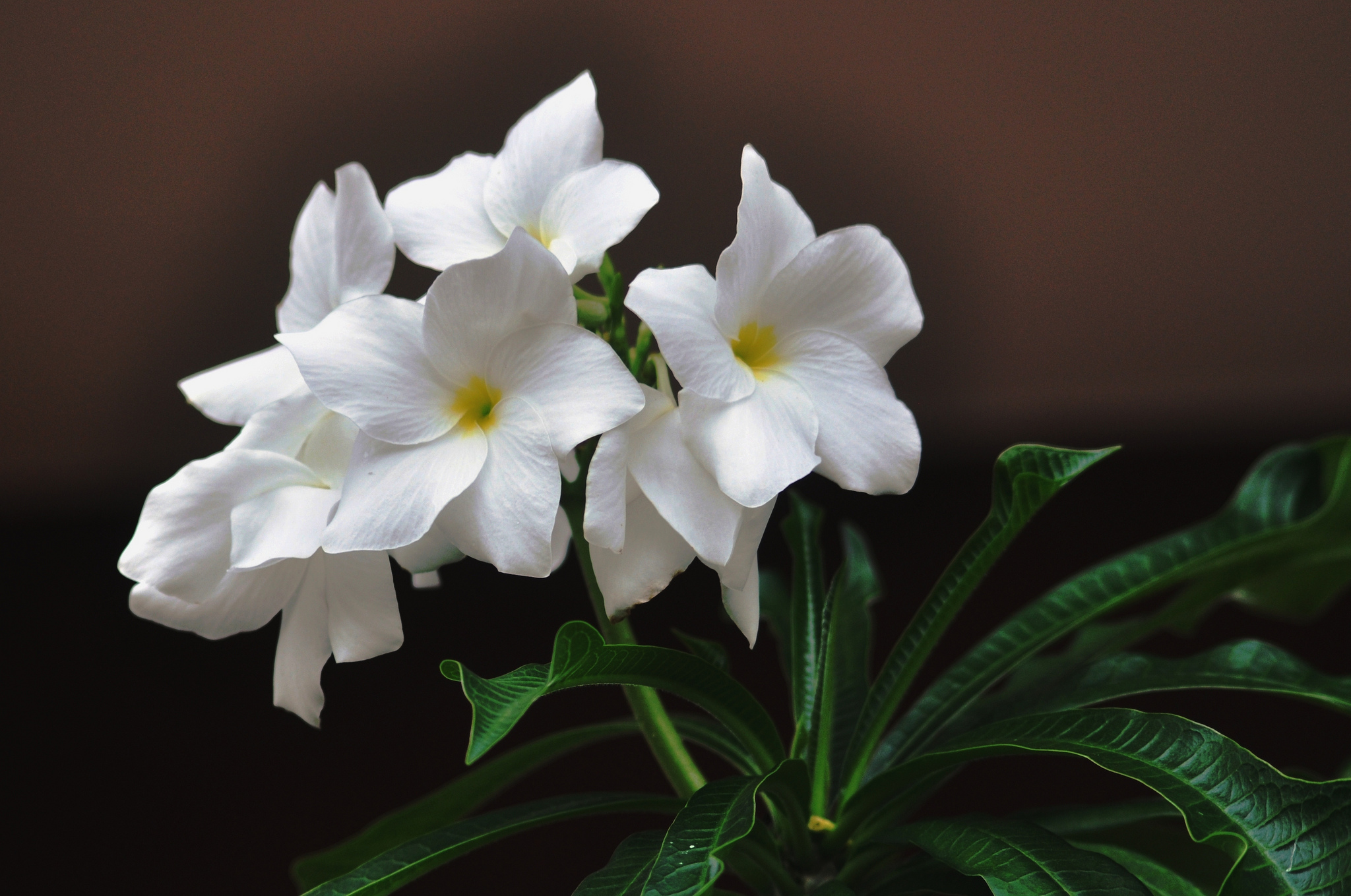 Earth Frangipani HD Wallpaper | Background Image