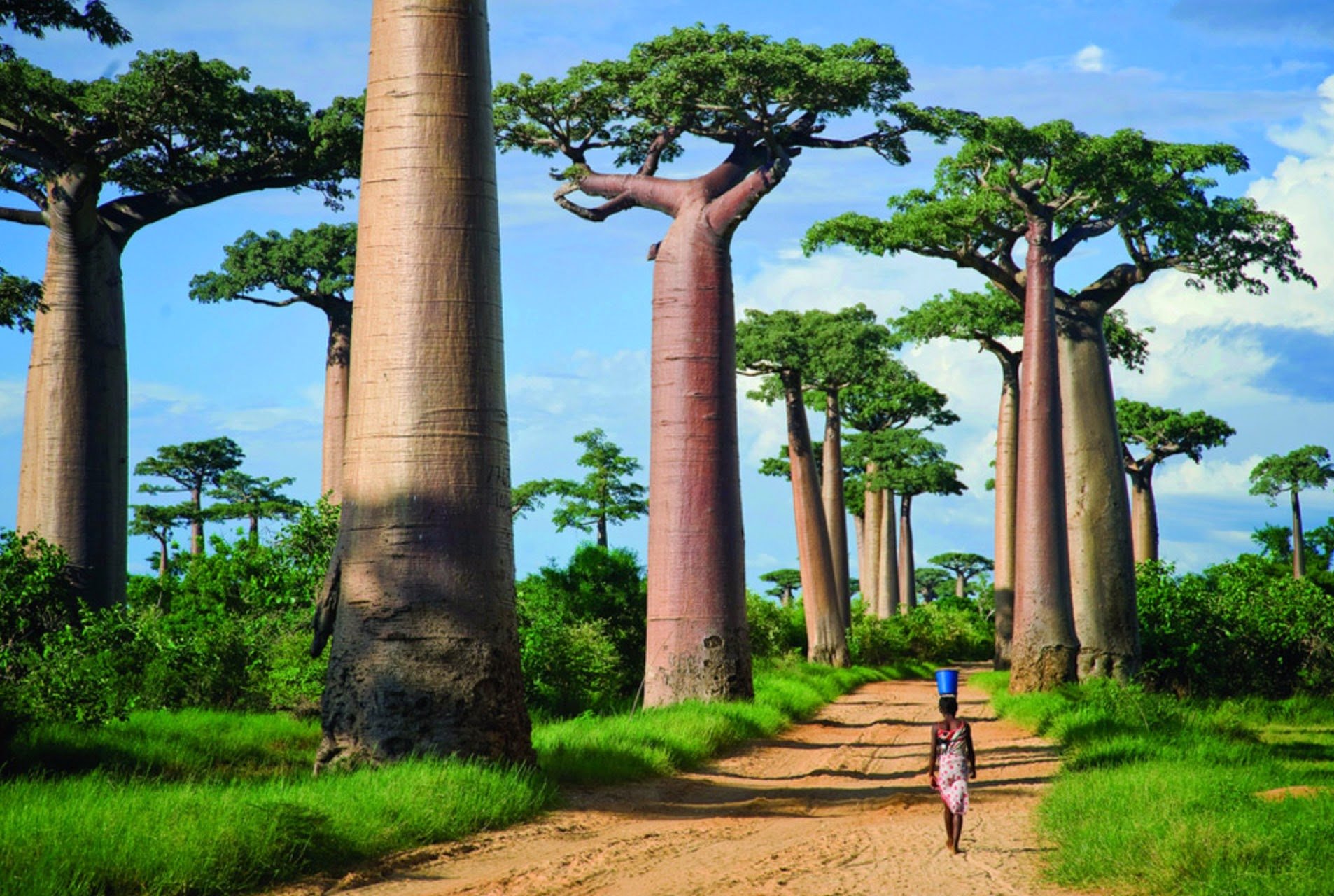 10+ Baobab Tree HD Wallpapers and Backgrounds