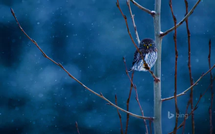 A snowy scene featuring a solitary owl perched on a bare branch, immersed in soft snowfall. This HD wallpaper brings a serene winter atmosphere to your desktop.