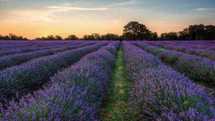 A vibrant lavender field stretches under a colorful sunset sky, showcasing rows of purple flowers and lush nature in this HD desktop wallpaper.