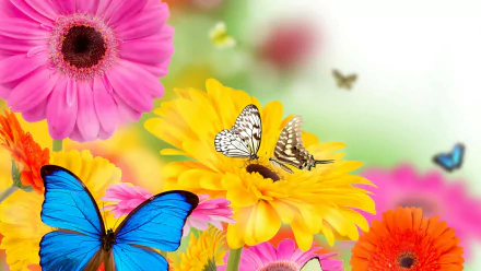 Vivid 4K Ultra HD collage of colorful gerbera flowers in yellow, pink, and orange with blue and white butterflies, evoking a bright spring atmosphere.