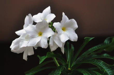 HD desktop wallpaper featuring a close-up of white plumeria (frangipani) flowers with green leaves and stems against a dark background.