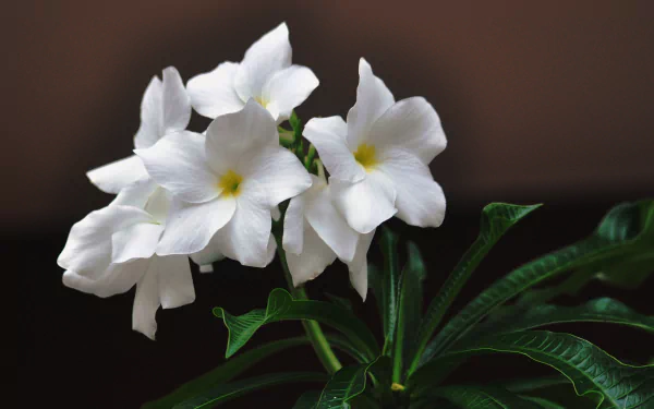 HD desktop wallpaper featuring a close-up of white plumeria (frangipani) flowers with green leaves and stems against a dark background.