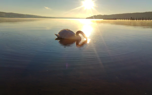 5K Ultra HD PC desktop wallpaper of a lone swan gliding on a calm Sätila, Sweden lake at sunrise, sun reflecting off glassy water.