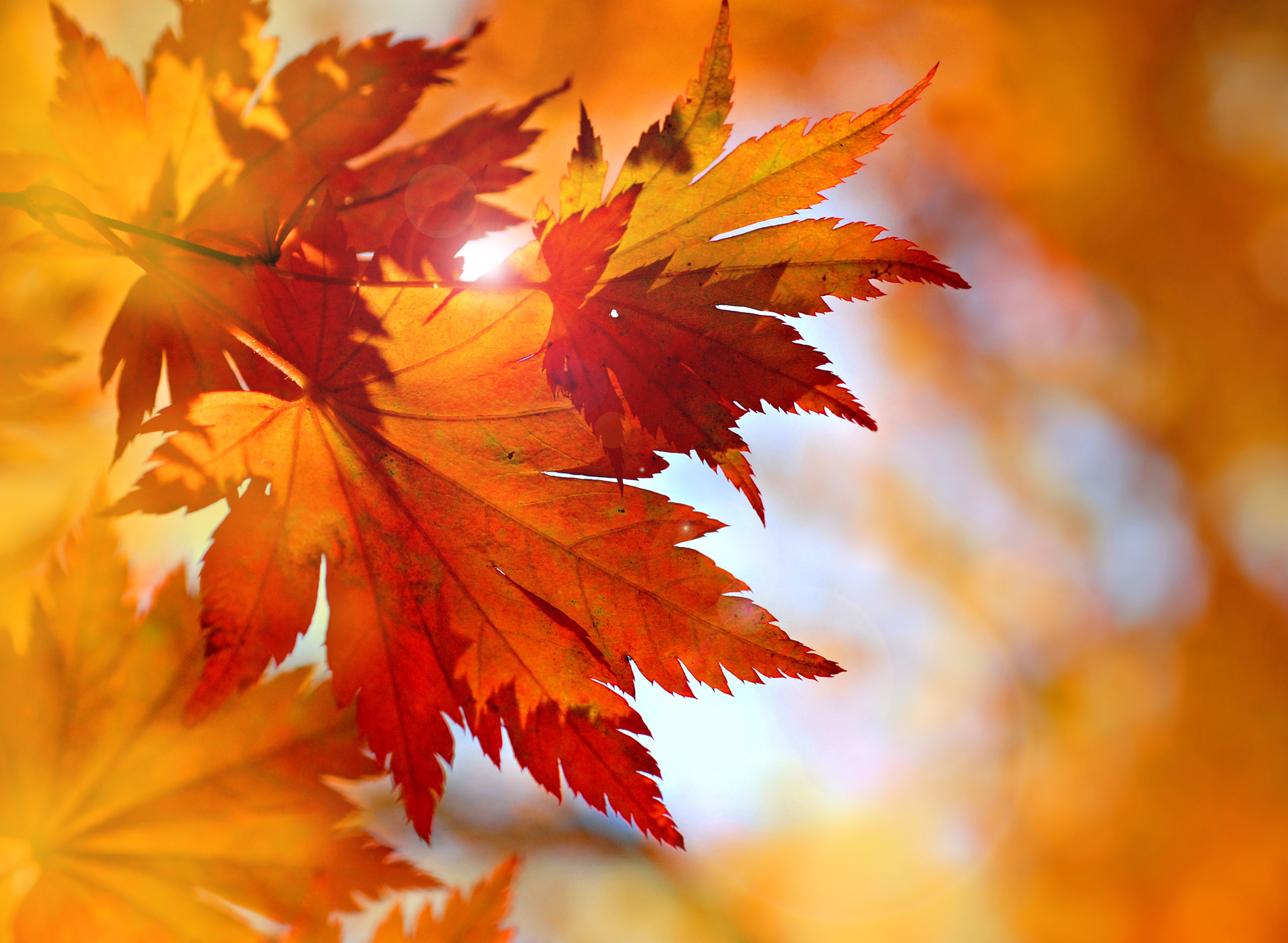 Autumn Leaves Background Backgrounds 3840x2160 Autumn Leaf Black