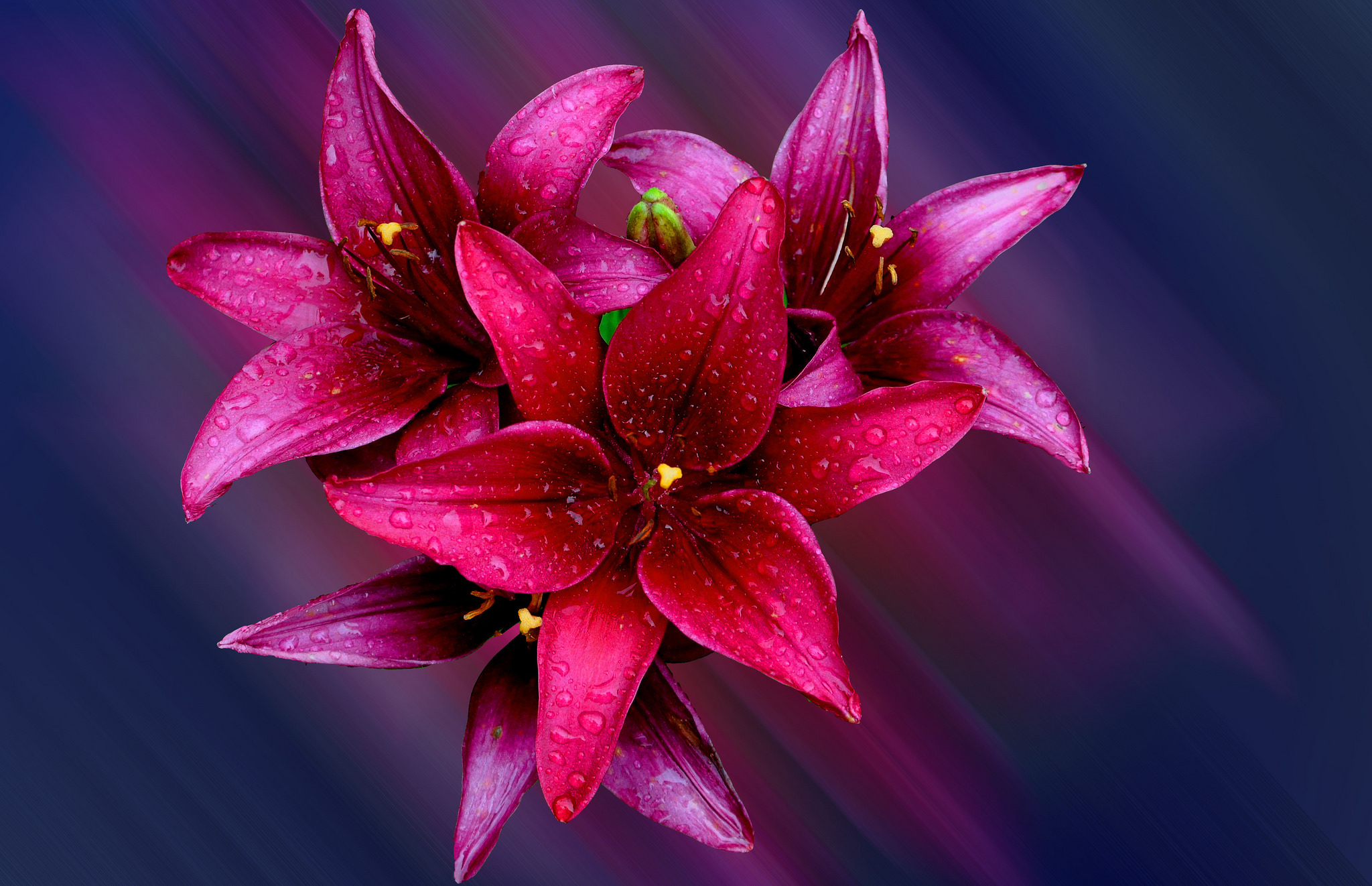 Happy Day!, flower, lilies, white, pink, card, HD wallpaper | Peakpx