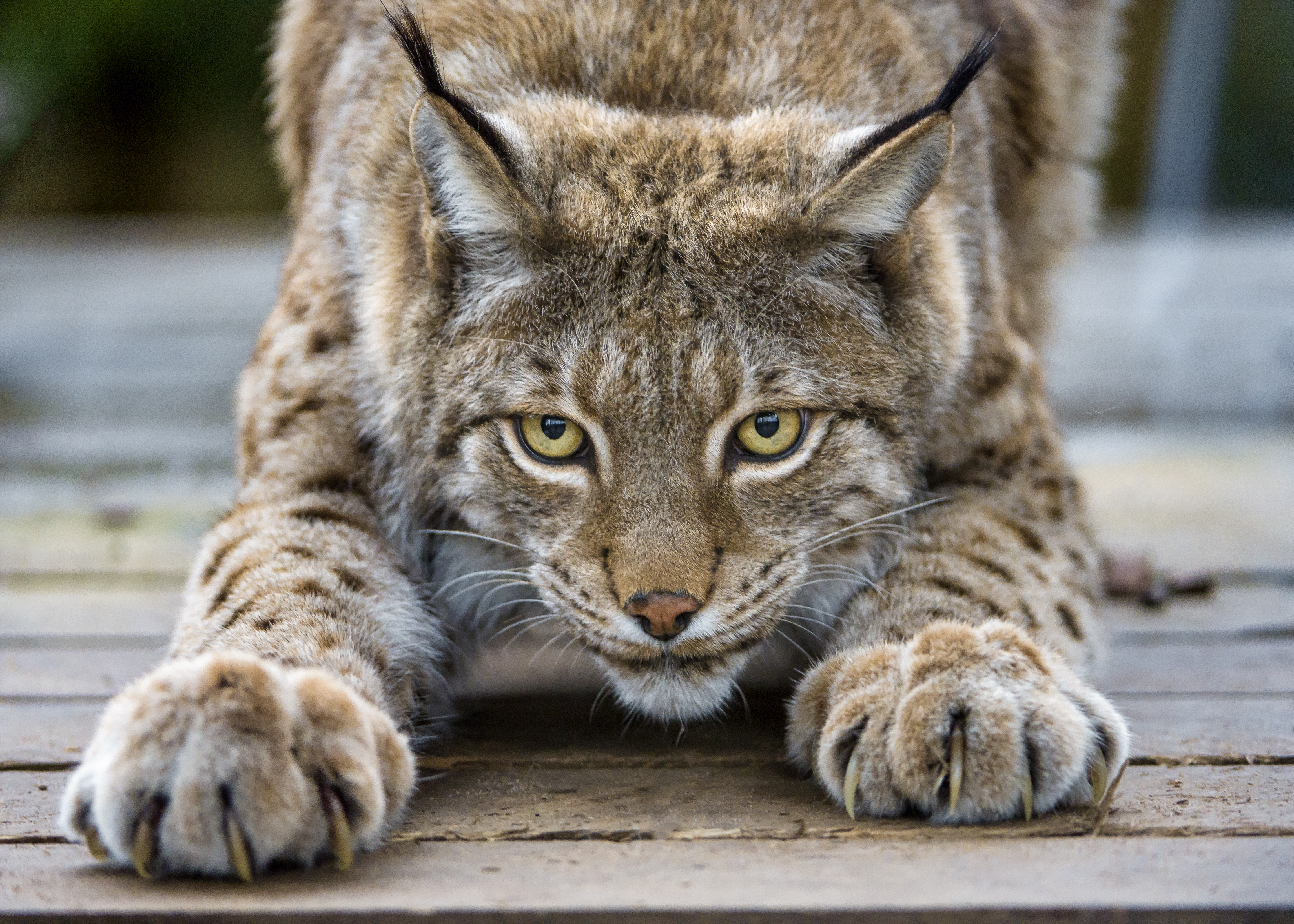 Animal Lynx HD Wallpaper | Background Image