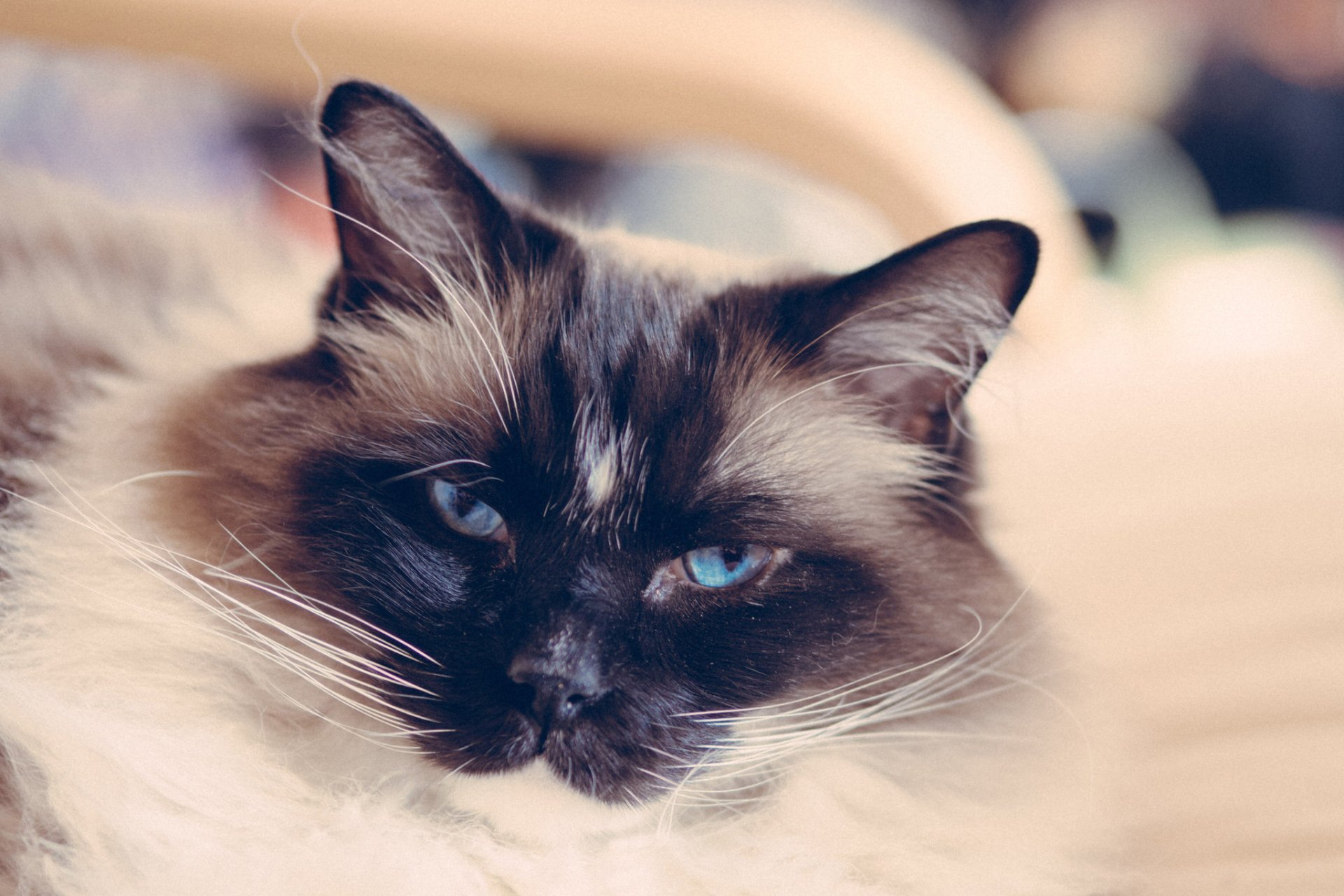 Download Stare Animal Cat HD Wallpaper