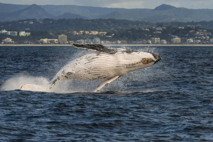Animal whale HD Desktop Wallpaper | Background Image