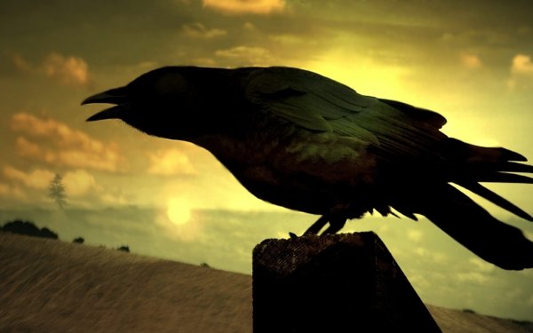 Animal Raven Birds Crows Bird Silhouette Close-Up HD Wallpaper | Background Image