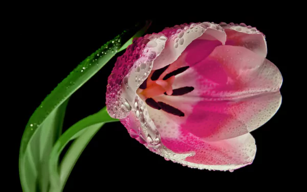 Macro 2K Quad HD desktop wallpaper of a pink tulip in nature, dew drops on petals and stem against a black background.