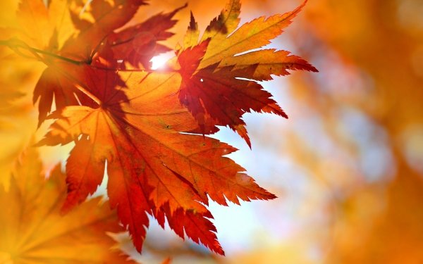 Earth Leaf Fall Close-Up Maple Leaf HD Wallpaper | Background Image