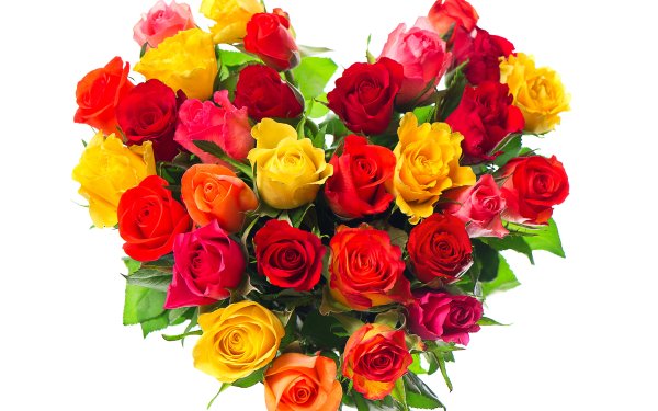 Holiday Valentine's Day Heart Rose Colorful Red Rose Yellow Rose Pink Rose HD Wallpaper | Background Image