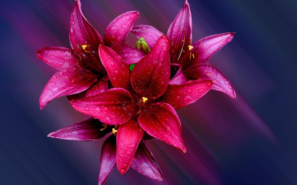 Nature Lily Flowers Flower Close-Up Pink Flower Water Drop HD Wallpaper | Background Image