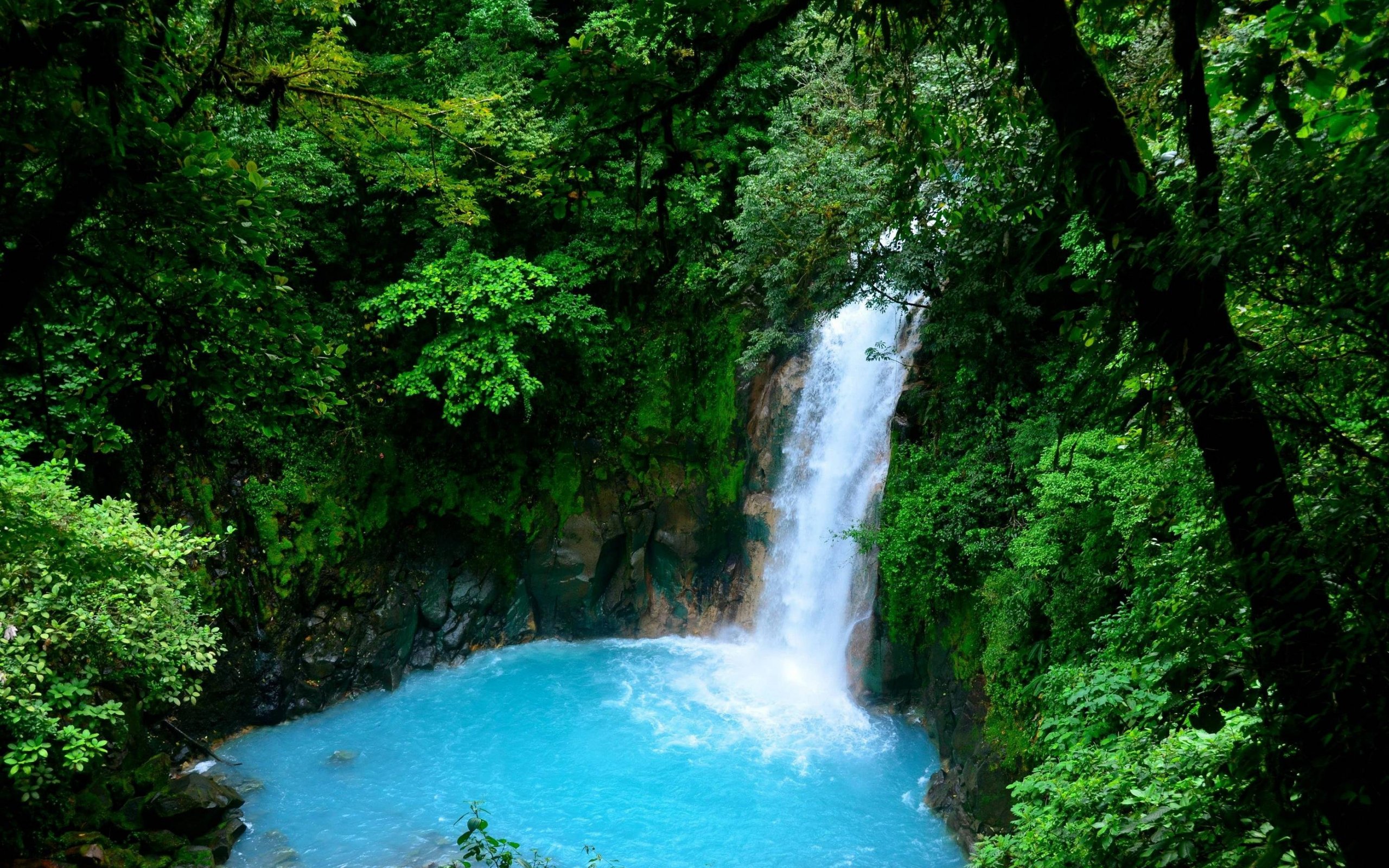 download-leaf-tree-green-forest-nature-waterfall-hd-wallpaper