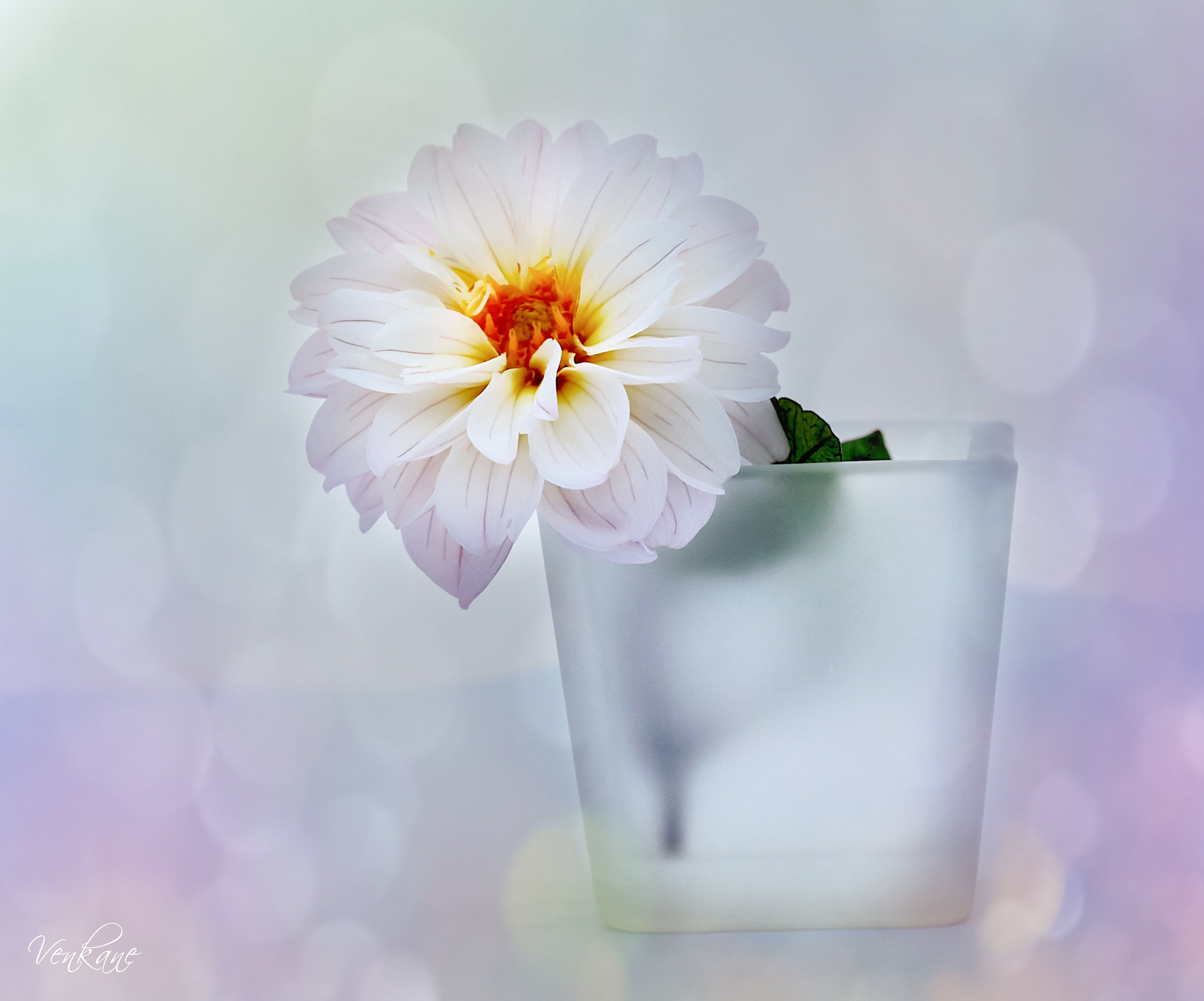 White Flower in Cup