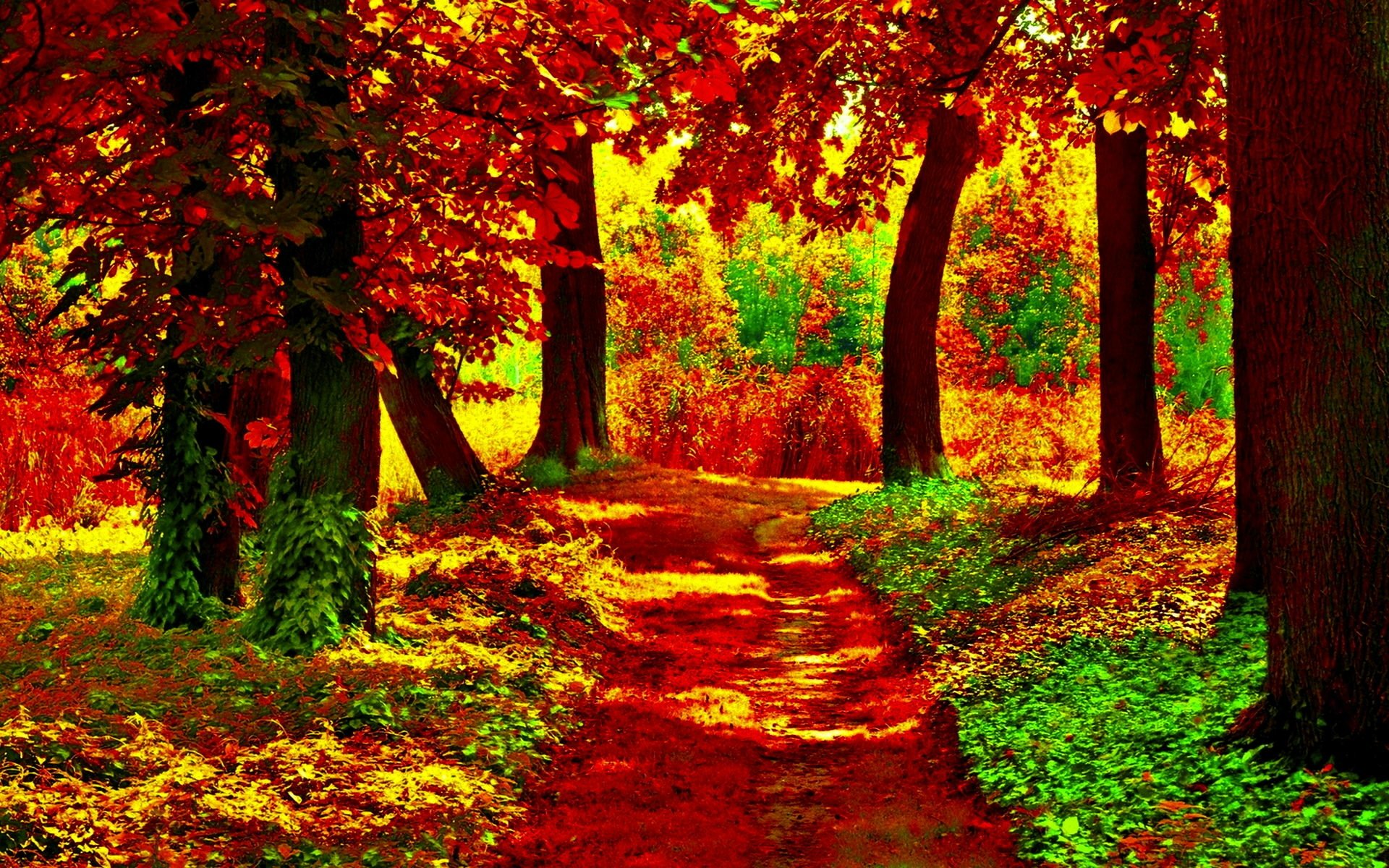 Path in Autumn Forest Full HD Wallpaper and Background Image