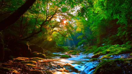 HD wallpaper of a sunlit forest with lush greenery, a serene stream flowing through, and sunlight filtering through the trees. A perfect nature scene capturing tranquility and beauty.