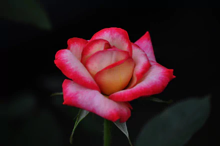 Close-up of a pink rose stem and flower against a dark background, captured in HD for a vibrant desktop wallpaper showcasing nature's beauty.