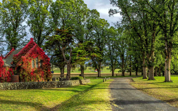  Church with Autumn Vines on Tree-Lined Street