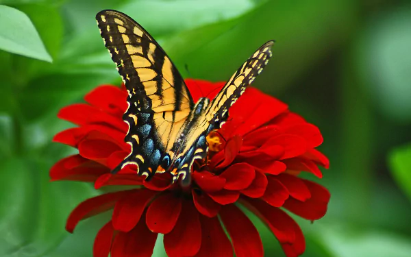 A close-up of a vibrant red flower with broad petals, featuring a butterfly perched on it, surrounded by lush greenery, captured in stunning 4K Ultra HD detail.