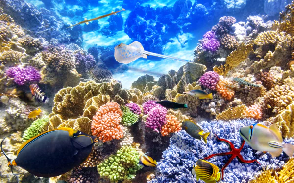 A vivid underwater scene showcasing a stingray gliding over colorful coral, surrounded by various fish and marine life in a breathtaking 4K Ultra HD background.