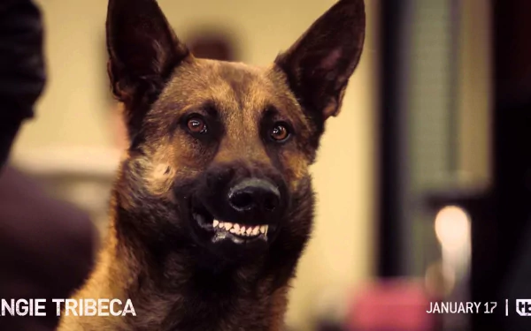  Tanner's canine partner