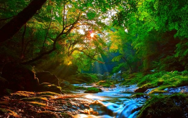 Tierra/Naturaleza Chorro Sunshine Bosque Rock Árbol Greenery Fondo de pantalla HD | Fondo de Escritorio