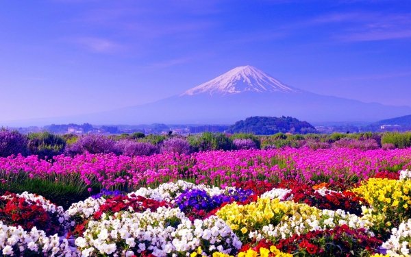 Nature Mount Fuji Volcanoes Landscape Japan Flower Colorful Volcano HD Wallpaper | Background Image