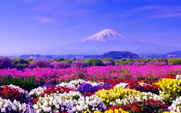 Mount Fuji rises majestically in the background, surrounded by vibrant fields of colorful flowers in a serene Japanese landscape. Nature's beauty captured in stunning detail.