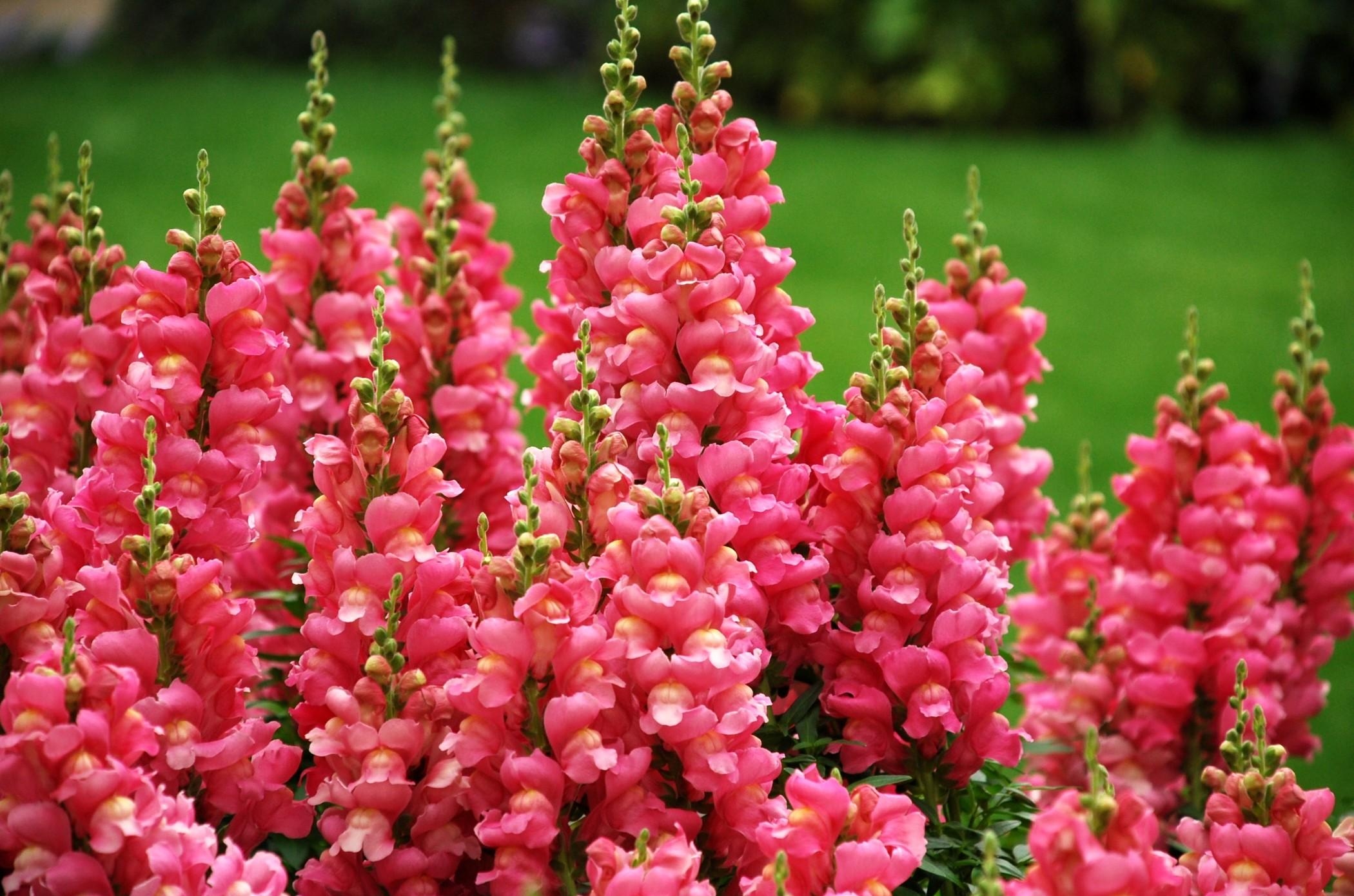Download Pink Flower Close up Snapdragon Flower Nature HD Wallpaper Download Pink Flower Close up Snapdragon Flower Nature HD Wallpaper
