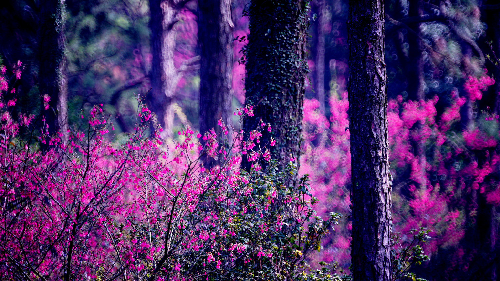 Forest Hd Wallpaper Background Image 2048x1152 Id