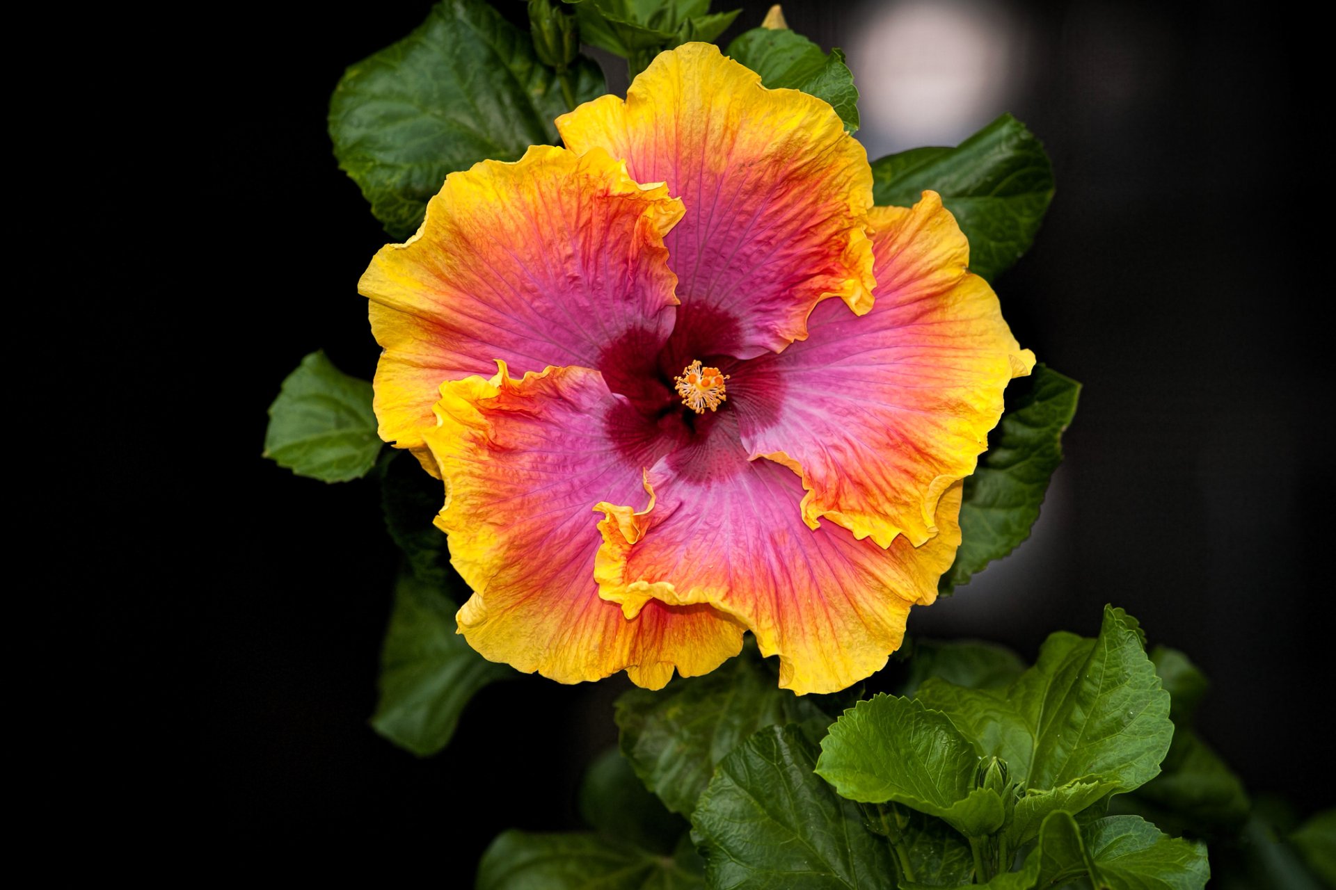 Download Close-up Flower Nature Hibiscus HD Wallpaper