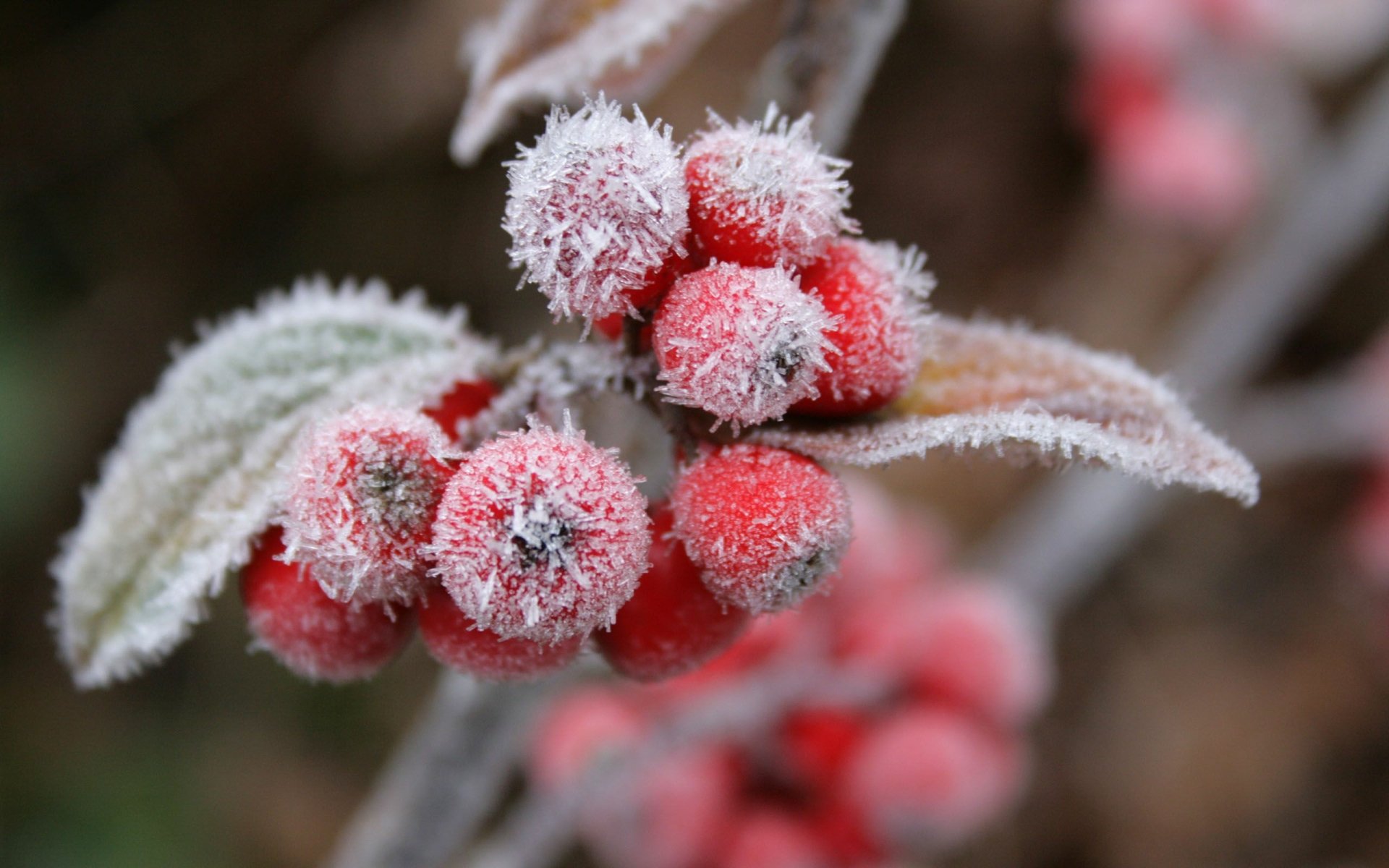 Frozen red berries dusted with hoarfrost on leaves — close-up food berry shot, 2K Quad HD PC desktop wallpaper and background.
