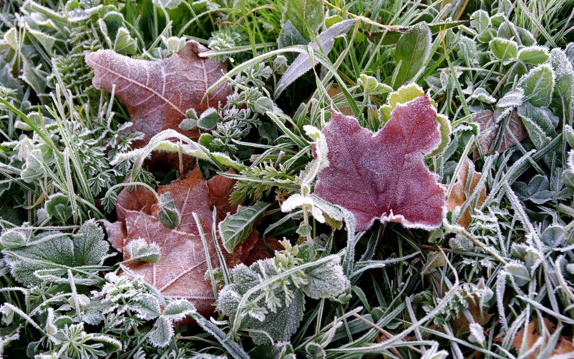 Download Frozen Nature Leaf HD Wallpaper